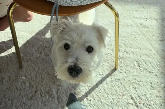 Chien perdu Paris, photo : Perdu Chien, Avenue des Robaresses, Andrésy, Paris - petite chienne westy blanche