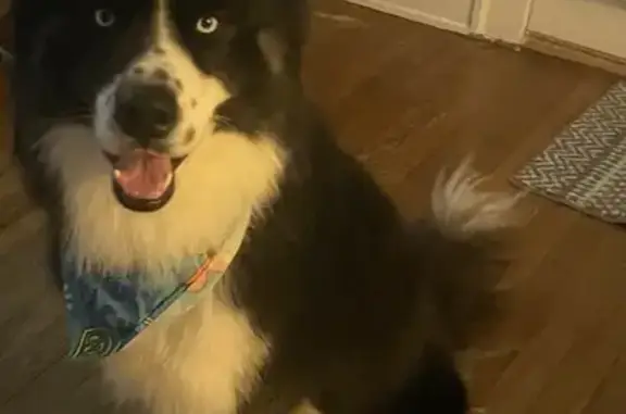 Lost male dog, York Road, Parma - black and white husky - photo