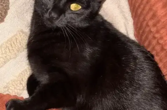 Animaux perdus Paris, photo: Chat perdu, Avenue de la Gare, Varilhes, Paris - femelle, noir avec perte de poil