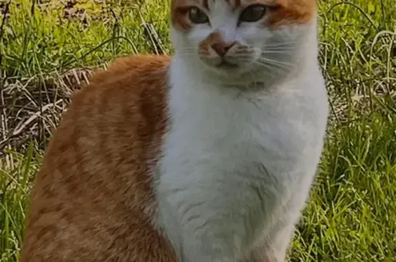Chat perdu, Paris, photo: Chat perdu, La Gerbaudière, 213, Saint-Philbert-de-Bouaine - petite et craintive