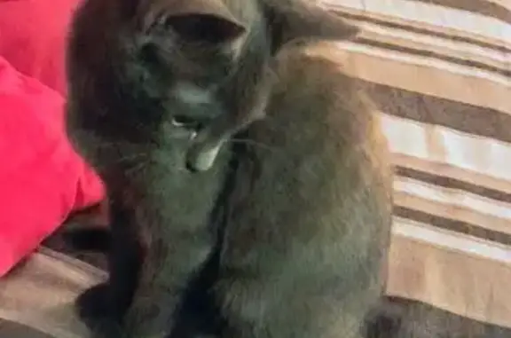 Chat perdu, Montmorency, photo: Perdu Chat homme, Rue Héloïse, 22, Montmorency - Gris anthracite