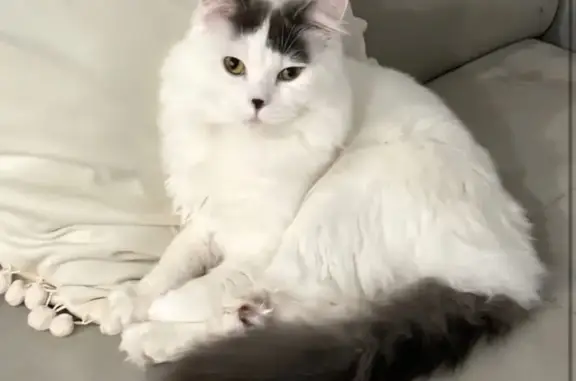 His mainly white with black spots on ears and tail, his eyes are hazel green. His a quiet little guy please help us find him people have seem him around 6am today 20th of March around the neighbourhood.