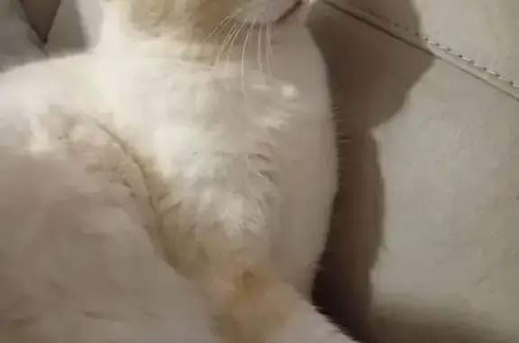 Chat perdu, Paris, photo: Chat perdu, Route de Saint-Hilaire, 920, Nandax, Paris - femelle avec encoche sur l'oreille