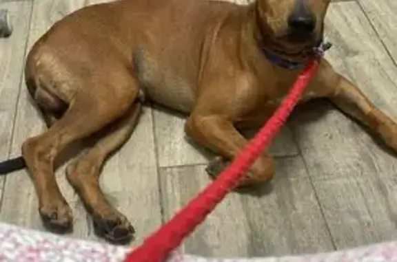 Perro Perdido en Bétera: Marrón Claro, 15kg - photo