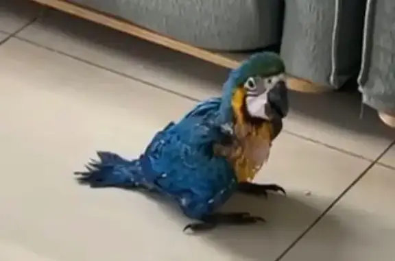 Lost Blue & Gold Macaw on Kirrang Ave