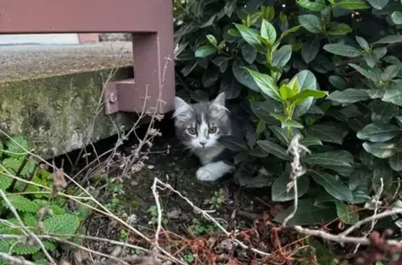 Animaux trouvés Bischheim, photo: Trouvé Chat, Route de Bischwiller, 79, Bischheim