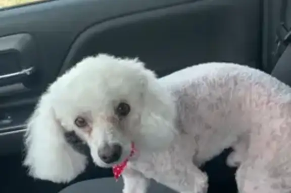 Missing dog Fort Worth, photo: Lost male dog, Annglen Drive, 2433, Fort Worth - white