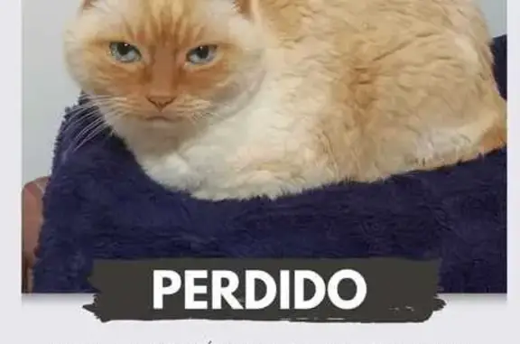 ¡Ayuda! Michín, gato rubio per...