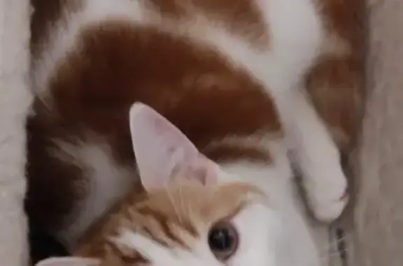 Animaux perdus Buzançais, photo: Chat perdu, Route de Saint-Genou, Buzançais - Buddy roux et blanc