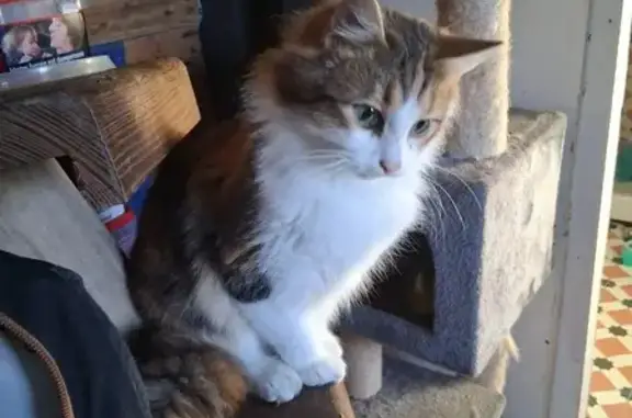 Chat perdu, La Taillée, Paris - femelle tricolore - photo