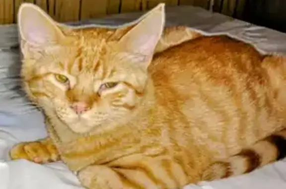 Lost female cat, Illinois Street, Hobart - orange with darker rings on tail - photo
