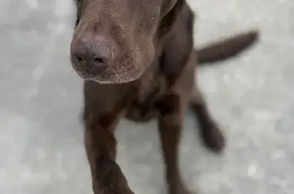Perro Perdido: Cruce Labrador-Braco Chocolate - photo