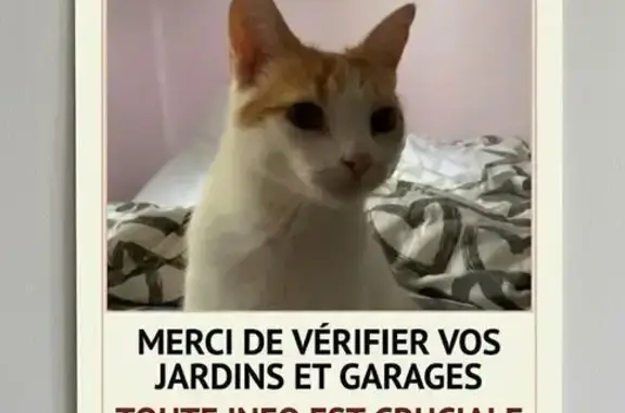 Chat perdu, Tourcoing, photo: Perdu Chat homme, Rue Roger Speybrock, 130, Tourcoing - blanc et roux