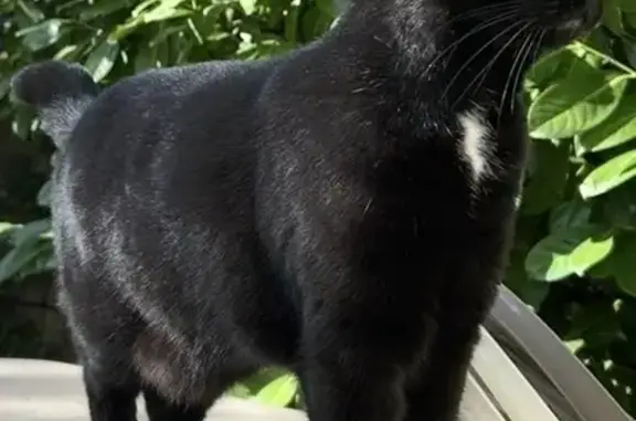 Animaux perdus Bordeaux, photo: Chat perdu, Rue Marceau, Agen - femme, poil court noir avec tâches blanches