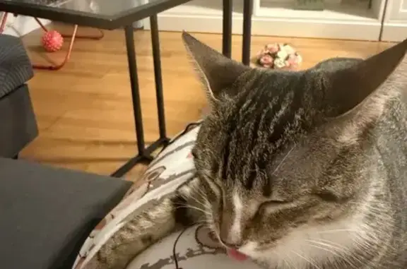 Se busca: Gatita atigrada perd...