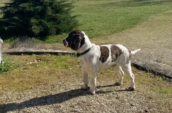Animaux perdus Chazey-sur-Ain, photo: Perdu Chien, Route de Charnoz, Villieu-Loyes-Mollon - cocker anglais marron et blanc