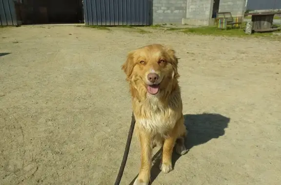 Animaux trouvés Saint-Jean-sur-Mayenne, photo: Trouvé chien, Route des Fosses, Saint-Jean-sur-Mayenne - beige et blanc
