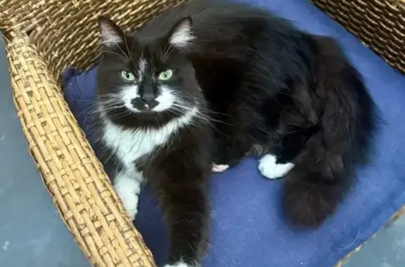 Lost Tuxedo Cat: Help Find Fluffy!