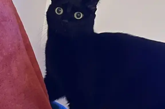 Chat perdu, Chemin de Pigranel, Mougins - femelle noire - photo