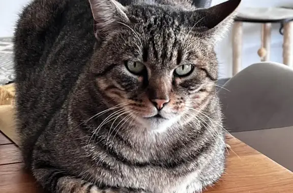 Animaux perdus Savasse, photo: Perdu Chat homme, Grosille, 280, Savasse - gris tigré