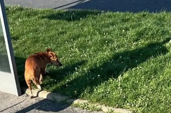 Animaux trouvés Saint-Germain-sur-Morin, photo: Trouvé Chien, Allée Clé des Champs, Saint-Germain-sur-Morin