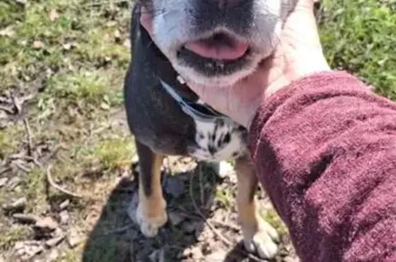 Animaux trouvés Livron-sur-Drôme, photo: Trouvé chien femelle, Livron-sur-Drôme - noir et marron