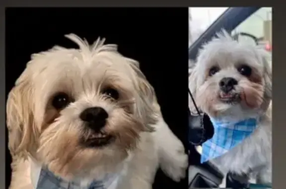 Missing dog Memphis, photo: Lost Male Dog, Belin Drive, Memphis - Moki, microchipped