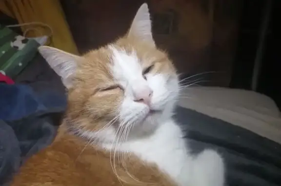 ¡Ayuda! Gato Rojo y Blanco Perdido en Valencia - photo