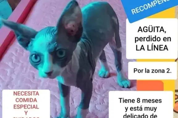 ¡Ayuda! Gato Agüita Perdido en La Línea - photo
