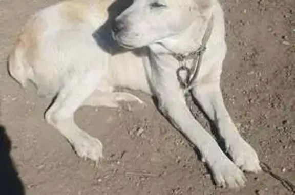 Зникла добра собака Гарі в Кам...