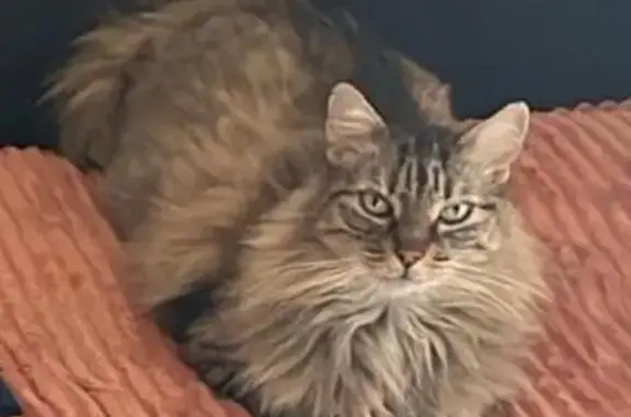 Animaux perdus Corneilhan, photo: Perdu Chat mâle, Place Vieille, Corneilhan - tigré à poil long