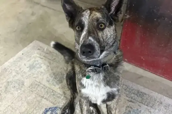 Lost male dog, West Smith Road, Medina - black, tan, and white shepherd/cattle mix - photo