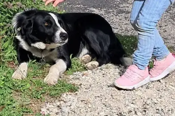 Animaux perdus Alès, photo: Perdu Chien, Soubrelargues, 805, Saint-Privat-de-Vallongue - Border collie à poils courts