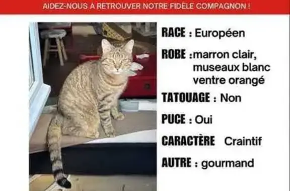 Chat perdu, Tours, photo: Perdu chat mâle, Rue du Petit-Cupidon, Tours