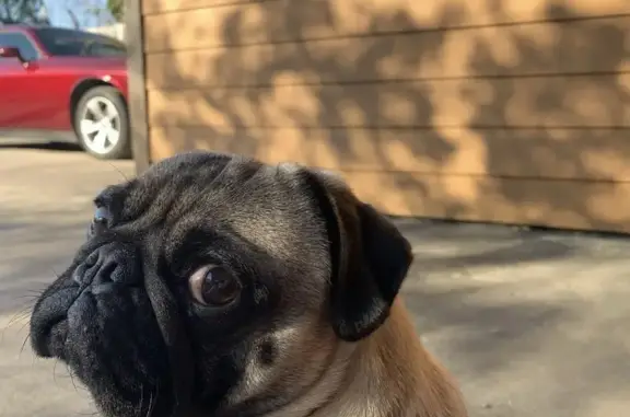 Lost male dog, Preston Street, Houston - fawn pug - photo