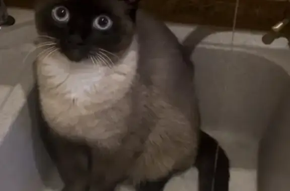 Зникла сіамська кішка з особливою лапкою - photo