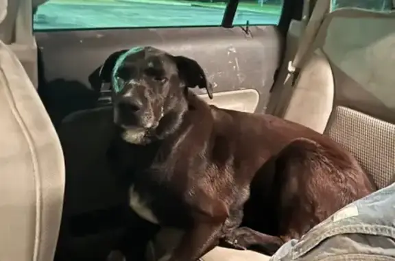 Found dog Makanda, photo: Found male dog, Makanda, Illinois - brown with a collar
