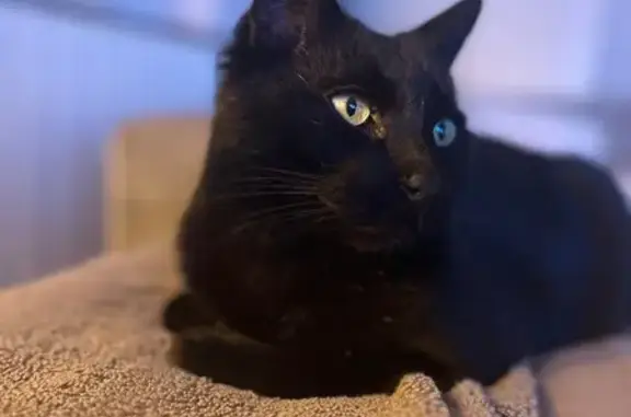 Chat perdu, Edern, photo: Perdu chat homme, C 1, Landudal, Edern - poil courts yeux vert
