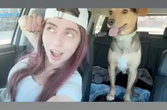 Missing dog Daytona Beach, photo: Lost female dog, Daytona Beach, Florida - black and brown with a green/aqua collar