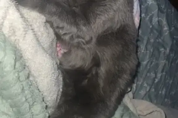 Lost male cat, West Boles Street, Ola - gray with red and purple collars - photo