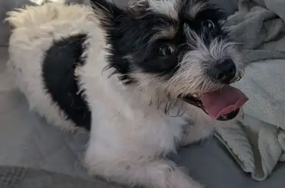 Lost male dog, Regal Street, Wichita - wearing a blue collar - photo