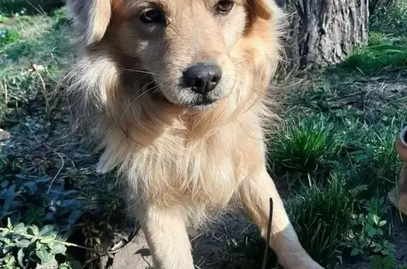 Зникла собака: Панаса Мирного,...