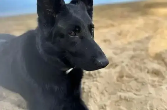Lost female dog, Smith Road, Medina - all-black German shepherd - photo