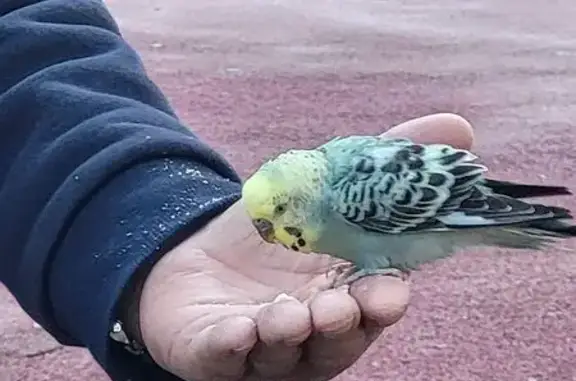 Trouvé oiseau, Rue Marceau, Grenoble - perruche proche de l'homme - photo