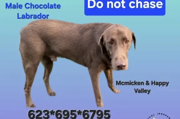 Lost male dog, West Sand Hills Road, Surprise - chocolate lab, very friendly - photo