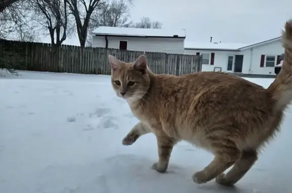 He is a light orange/cream cat with faint stripes his eyes are a little weird he is usually sweet and will come up to you if you call him kitty kitty kitty but since hes lost in a new area im not sure how he will be he likes other cats but not dogs