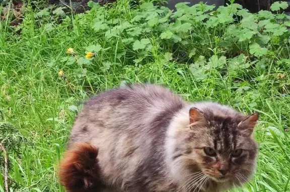 Animaux trouvés Bourg-lès-Valence, photo: Trouvé chat mince, Bourg-lès-Valence, Auvergne-Rhône-Alpes