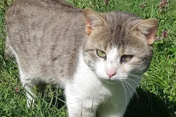 Animaux trouvés Selles-Saint-Denis, photo: Trouvé Chat homme, Rue de Plaisance, Selles-Saint-Denis - non castré et affamé