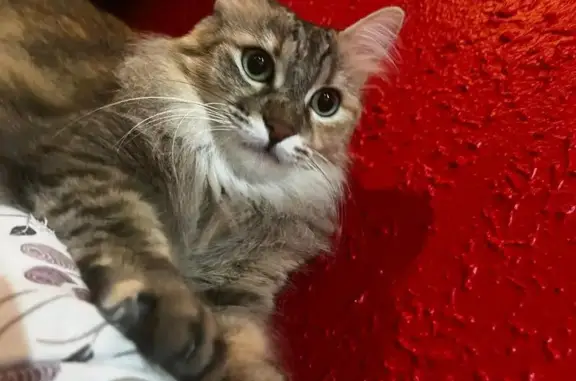 Perdido gato hembra, Carrer de...