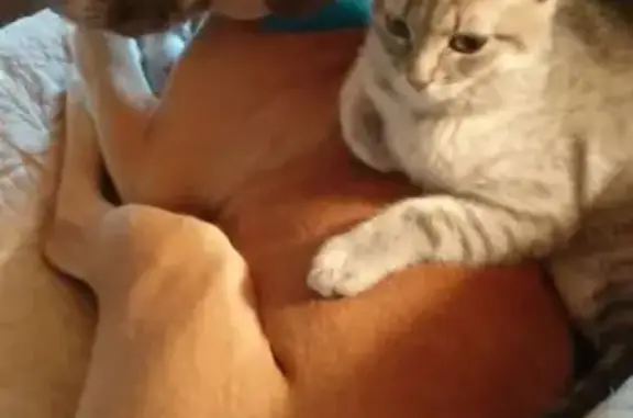 Missing dog Rensselaer, photo: Lost male dog, State Street, Albany - named Dale